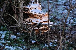 Naturwunder in der Windl&uuml;cke