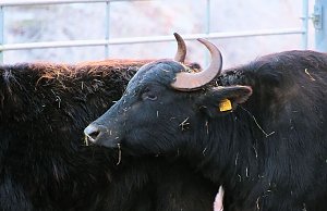 Naturwunder in der Windl&uuml;cke