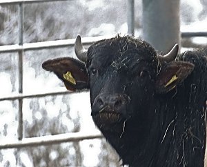 Naturwunder in der Windl&uuml;cke