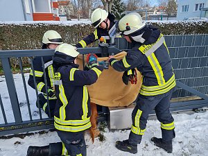 Die Feuerwehr befreit das eingeklemmte Tier