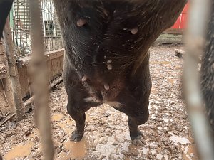Fragw&uuml;rdige Hundehaltung in Werther
