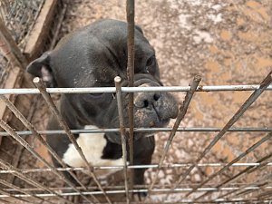 Fragw&uuml;rdige Hundehaltung in Werther
