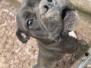 Fragw&uuml;rdige Hundehaltung in Werther