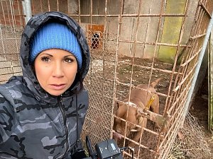 Fragw&uuml;rdige Hundehaltung in Werther
