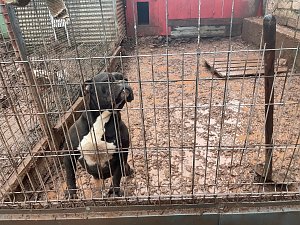 Fragw&uuml;rdige Hundehaltung in Werther