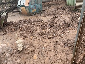 Fragw&uuml;rdige Hundehaltung in Werther