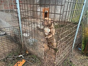 Fragw&uuml;rdige Hundehaltung in Werther