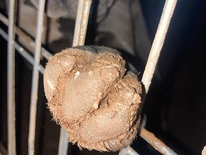 Fragw&uuml;rdige Hundehaltung in Werther