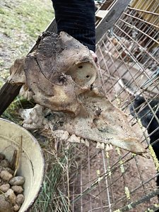 Fragw&uuml;rdige Hundehaltung in Werther