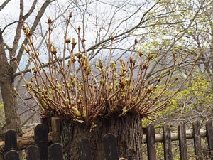 Fr&uuml;hlingsspuren auf dem Weg zur Ebersburg