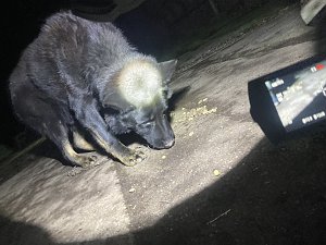Ersch&uuml;tternde Bildbeweise von eklatanten Tierschutzvergehen