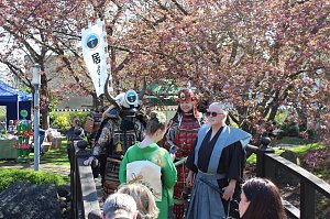 Impressionen vom Hanami 2023 in Bad Langensalza