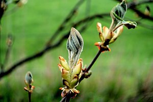 Peter Blei unterwegs in der Natur