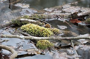 Peter Blei unterwegs in der Natur