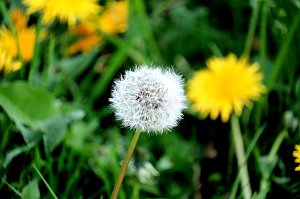 Peter Blei unterwegs in der Natur