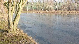 Krötenwanderung zum Hammateich