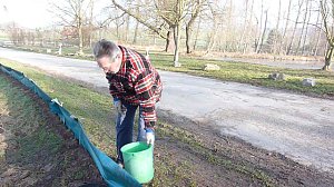 Krötenwanderung zum Hammateich