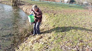 Krötenwanderung zum Hammateich