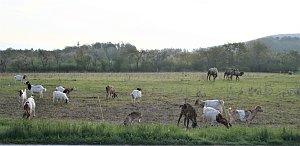 Schnappsch&uuml;sse aus der Goldenen Aue