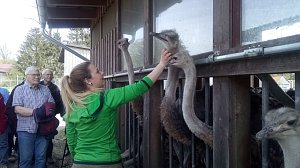 Auf weitl&auml;ufigen Gehegen f&uuml;hlen sich die lauffreudigen V&ouml;gel wohl. Bis 50 Jahre alt k&ouml;nne  ein Tier werden, meinte Laura, die junge Frau (im Bild). Allerdings nicht  f&uuml;r die f&uuml;r die Schlachtung vorgesehenen.