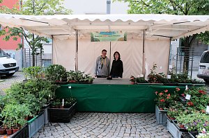 Geranienmarkt am Rathaus