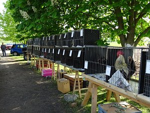 H&auml;hnekr&auml;hen in Etzleben