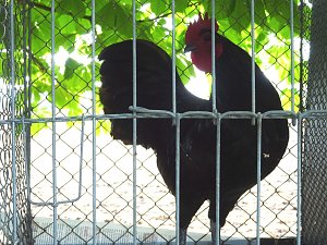 H&auml;hnekr&auml;hen in Etzleben