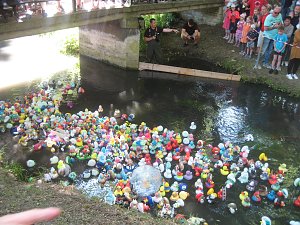 Entenrennen in Bad Langensalza