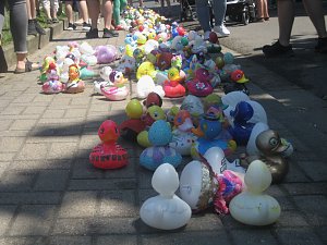 Entenrennen in Bad Langensalza