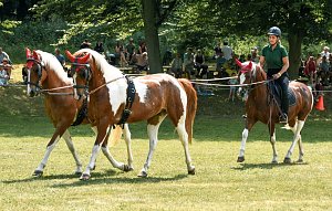 Ponyshow in W&uuml;lfingerode