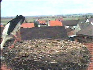 Der Erste