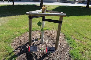 Zerst&ouml;rte B&auml;ume im Kurpark