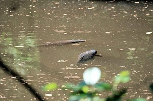 Die Wunder der Natur eingefangen von der Kamera