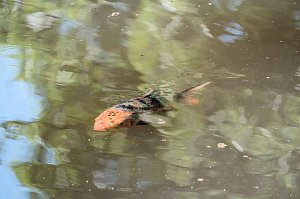 Die Wunder der Natur eingefangen von der Kamera