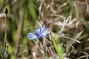 Die Wunder der Natur eingefangen von der Kamera