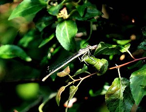 Die Wunder der Natur eingefangen von der Kamera