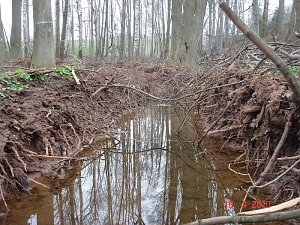 Spuren im Wald