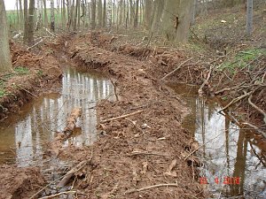 Spuren im Wald