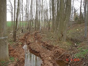 Spuren im Wald