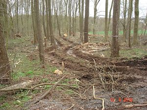Spuren im Wald