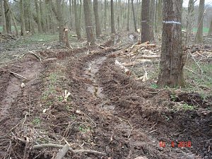 Spuren im Wald