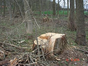 Spuren im Wald