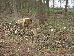 Spuren im Wald