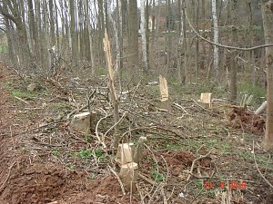 Spuren im Wald