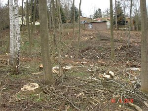 Spuren im Wald