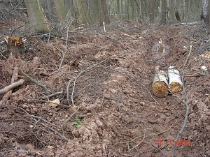 Spuren im Wald