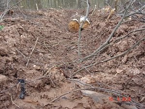 Spuren im Wald