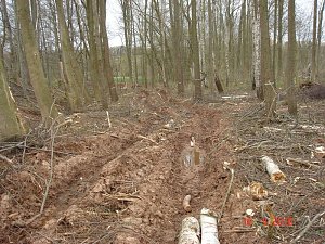 Spuren im Wald