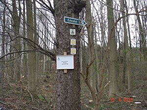 Spuren im Wald