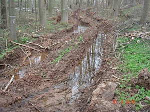 Spuren im Wald